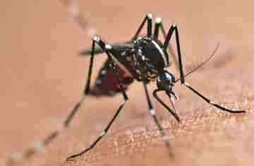  Vacinação contra a dengue é ampliada para mais 102 municípios do Paraná